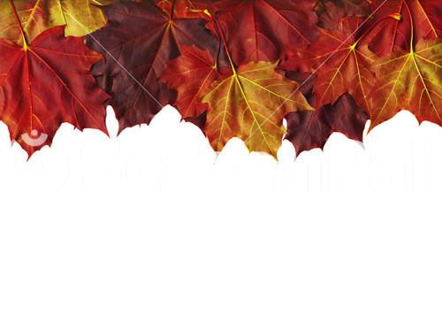 Autumn Maple Leaves Border